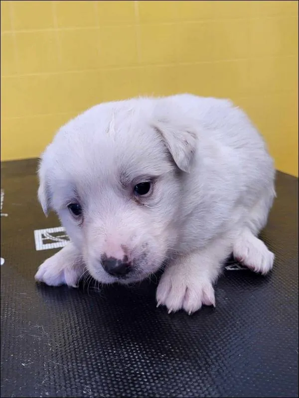 Znaleziono psa, Grudziądz, 21 maja 2025