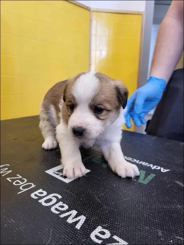 Znaleziono psa, Grudziądz, 21 maja 2025