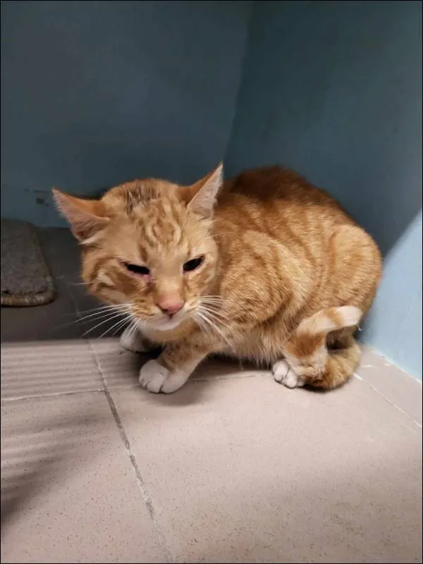 Znaleziono kota, Grudziądz, 21 maja 2025