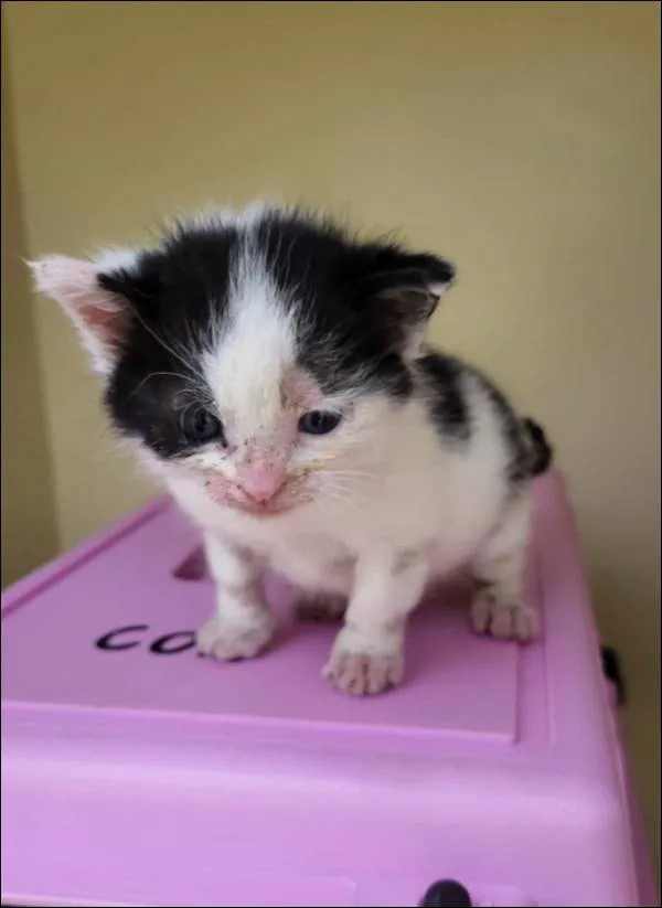 Znaleziono kota, Grudziądz, 21 maja 2025