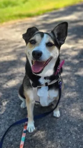 Pies do adopcji, Kraków, 7 maja 2025 (1/3)