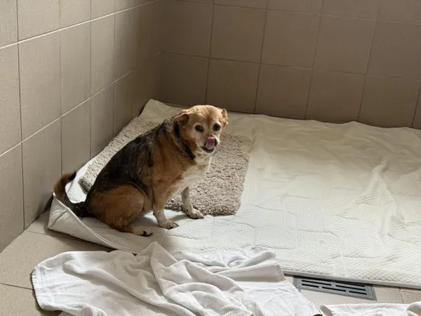 Pies do adopcji, Kraków, 7 maja 2025