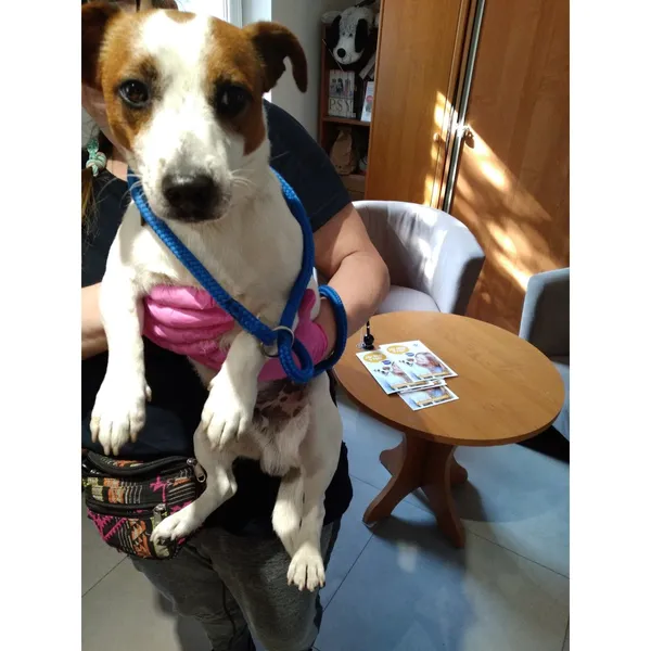 Znaleziono psa, Białystok, 21 maja 2025