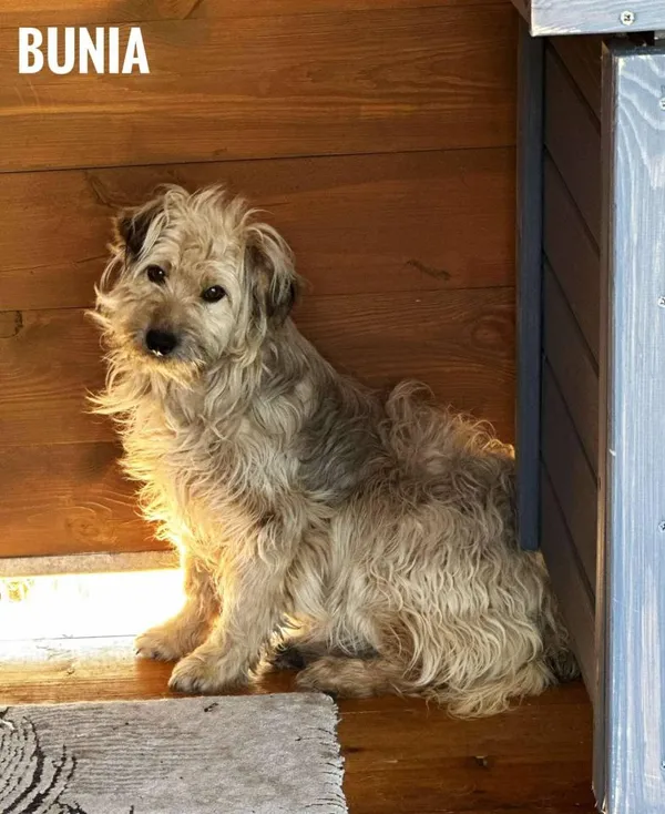 Pies do adopcji, Rytlów, 21 maja 2025