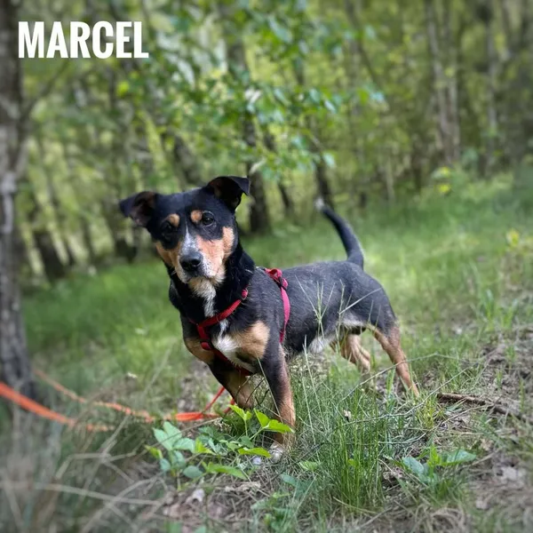 Pies do adopcji, Rytlów, 21 maja 2025