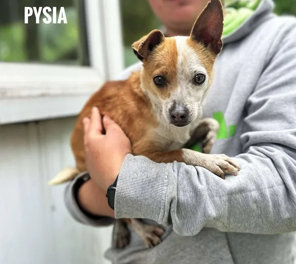 Pies do adopcji, Rytlów, 21 maja 2025