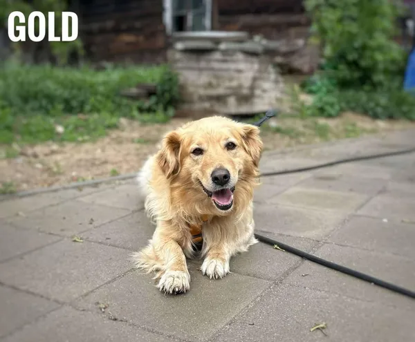 Pies do adopcji, Rytlów, 21 maja 2025