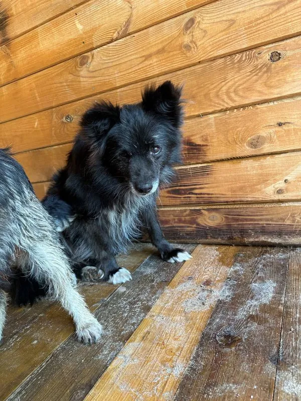 Pies do adopcji, Rytlów, 21 maja 2025