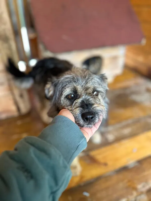 Pies do adopcji, Rytlów, 21 maja 2025