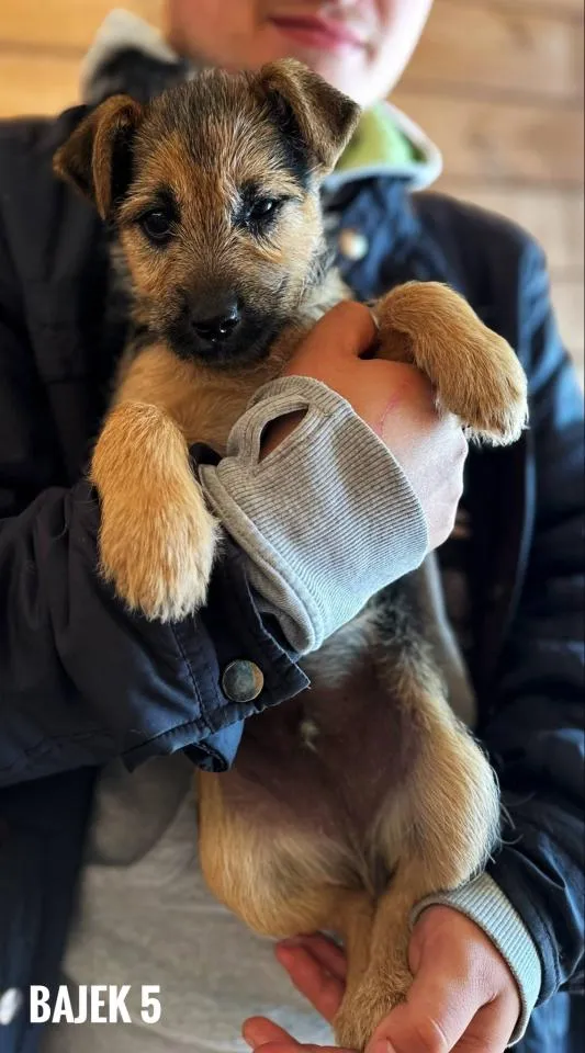 Pies do adopcji, Rytlów, 21 maja 2025 (1/5)