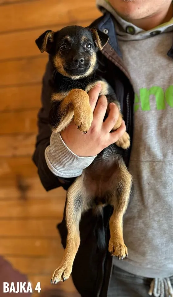 Pies do adopcji, Rytlów, 21 maja 2025 (2/5)