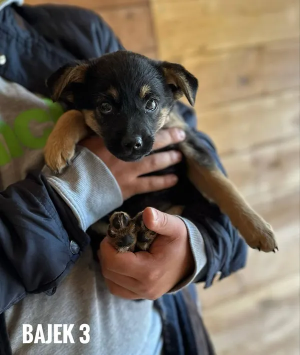 Pies do adopcji, Rytlów, 21 maja 2025 (3/5)