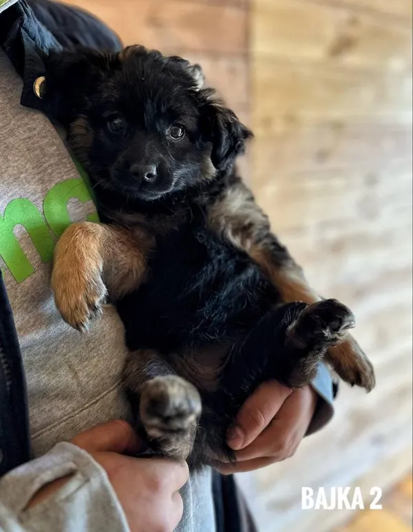 Pies do adopcji, Rytlów, 21 maja 2025 (4/5)