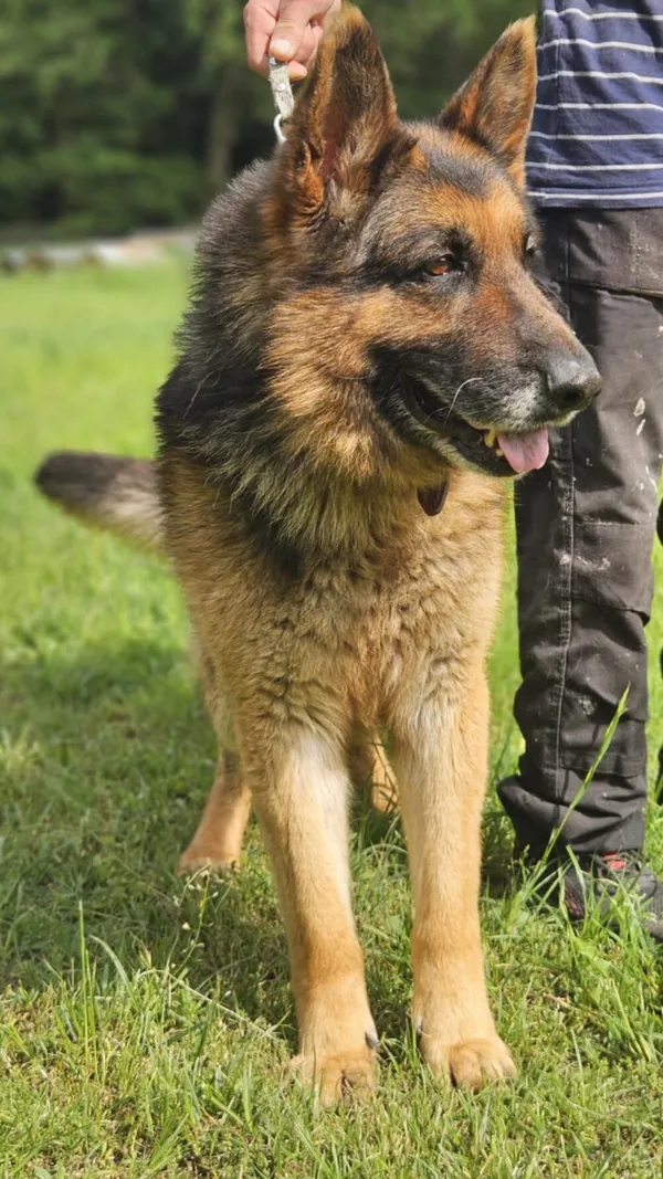 Pies do adopcji, Zgierz, 10 maja 2025 (2/5)