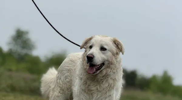 Pies do adopcji, Pieczyska, 22 maja 2025 (1/5)