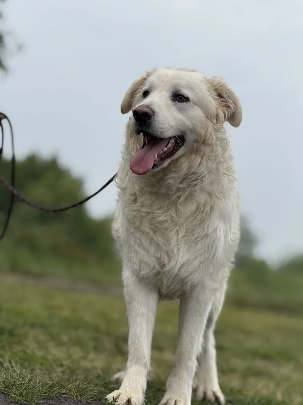 Pies do adopcji, Pieczyska, 22 maja 2025 (2/5)