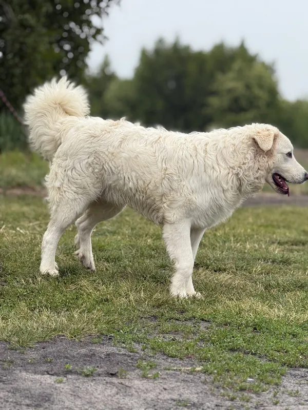 Pies do adopcji, Pieczyska, 22 maja 2025 (3/5)