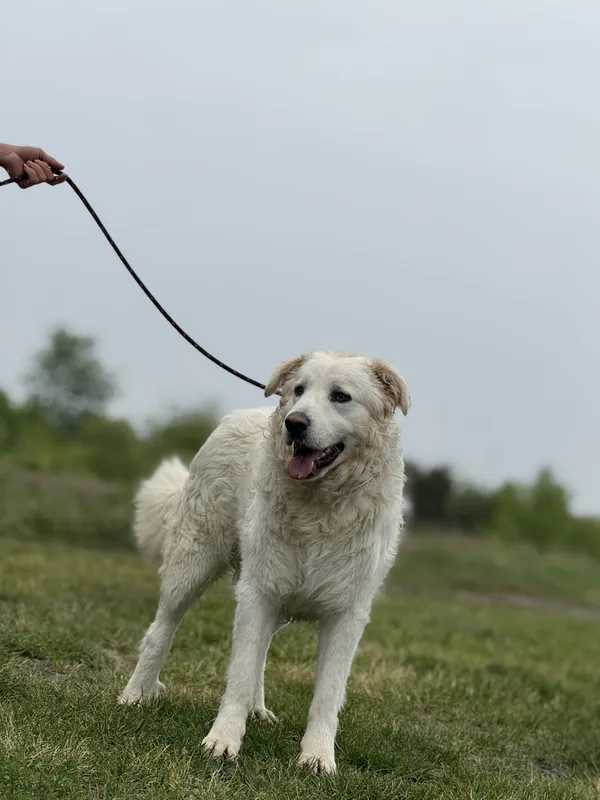 Pies do adopcji, Pieczyska, 22 maja 2025 (4/5)