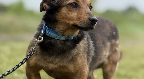 Pies do adopcji, Pieczyska, 22 maja 2025 (1/5)