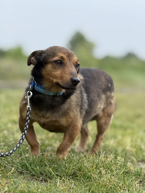 Pies do adopcji, Pieczyska, 22 maja 2025 (3/5)