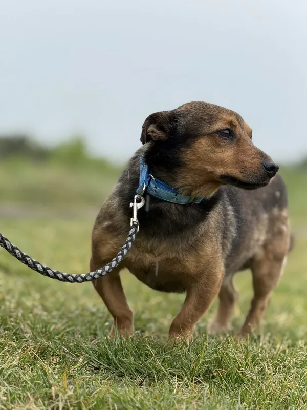 Pies do adopcji, Pieczyska, 22 maja 2025 (5/5)