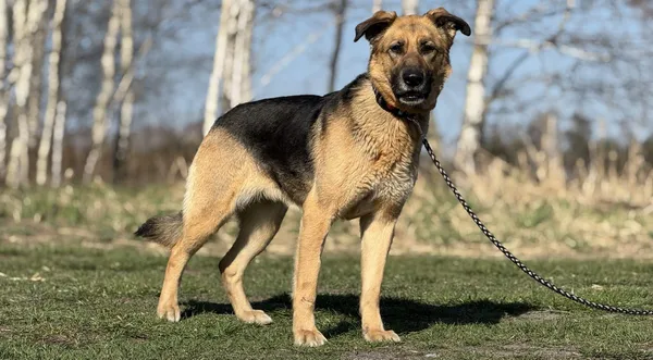 Pies do adopcji, Pieczyska, 22 maja 2025 (1/5)