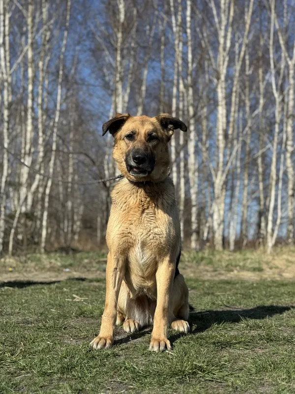 Pies do adopcji, Pieczyska, 22 maja 2025 (3/5)