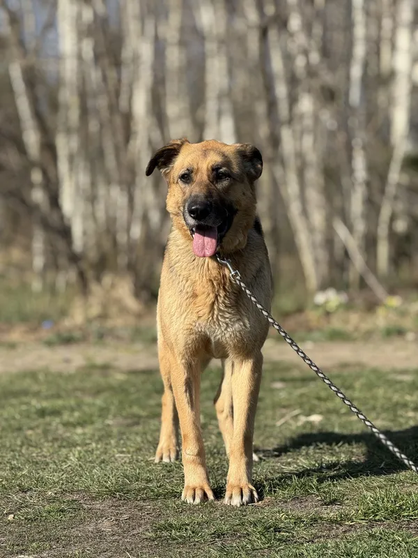 Pies do adopcji, Pieczyska, 22 maja 2025 (5/5)