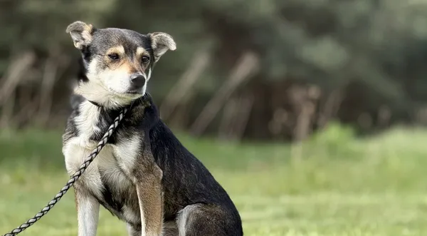 Pies do adopcji, Pieczyska, 21 maja 2025 (1/5)