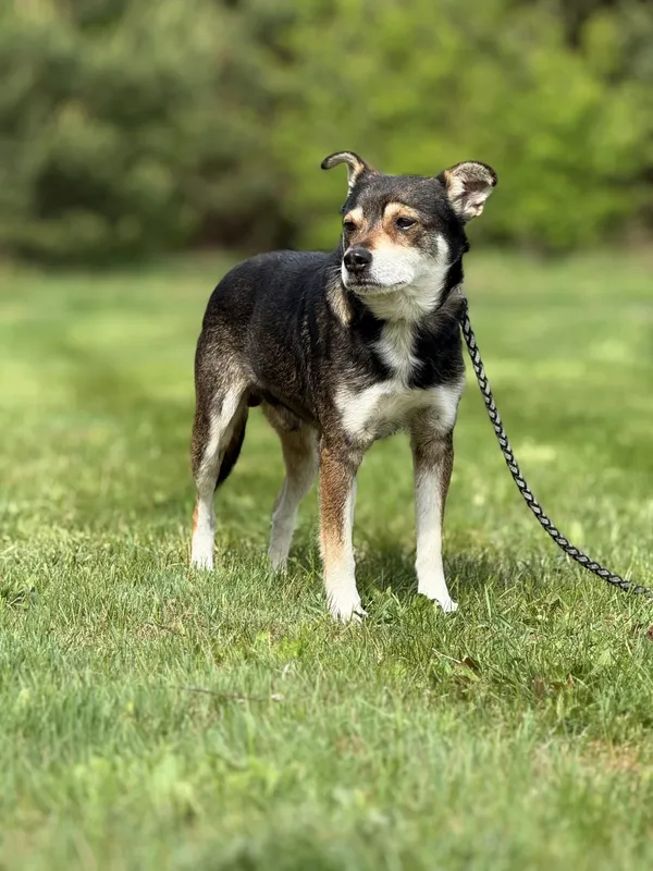 Pies do adopcji, Pieczyska, 21 maja 2025 (2/5)