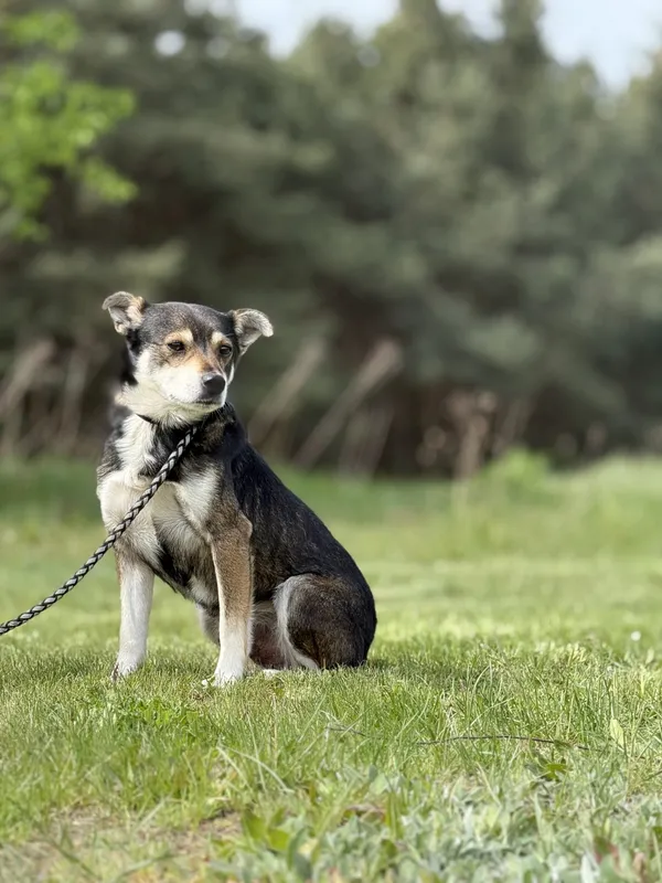 Pies do adopcji, Pieczyska, 21 maja 2025 (3/5)