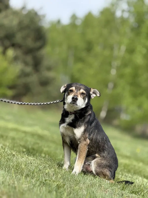 Pies do adopcji, Pieczyska, 21 maja 2025 (4/5)