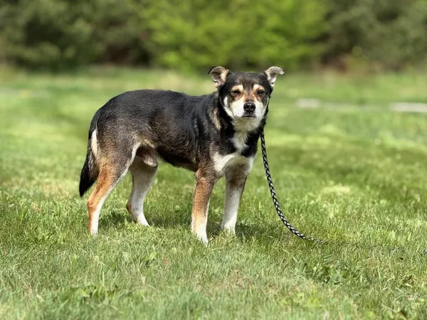 Pies do adopcji, Pieczyska, 21 maja 2025 (5/5)