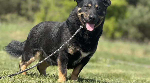 Pies do adopcji, Pieczyska, 21 maja 2025 (1/5)