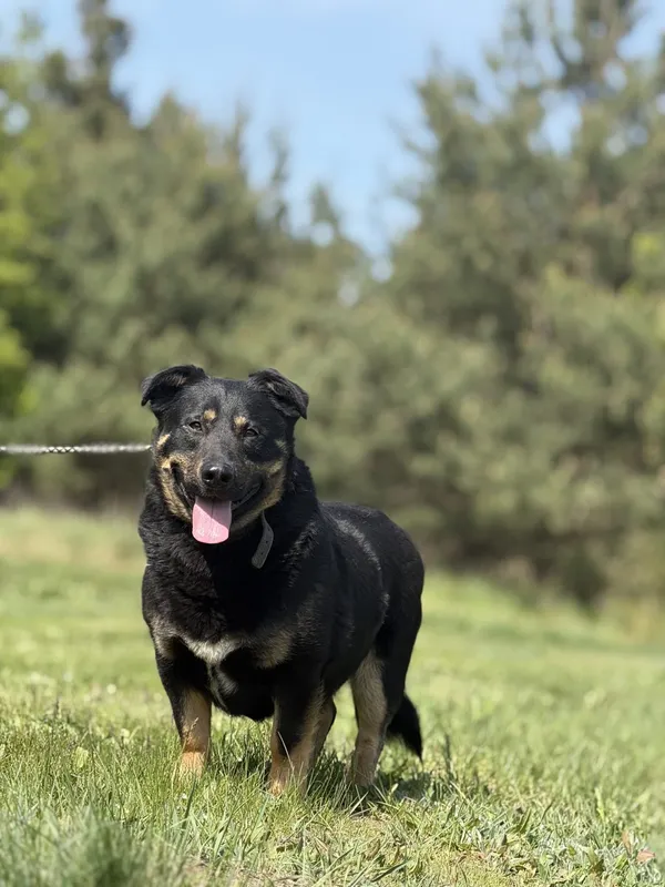 Pies do adopcji, Pieczyska, 21 maja 2025 (2/5)