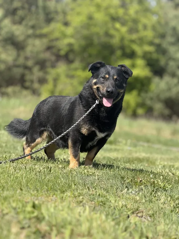 Pies do adopcji, Pieczyska, 21 maja 2025 (3/5)