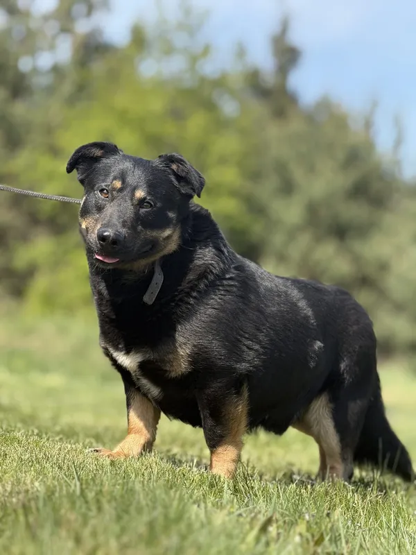 Pies do adopcji, Pieczyska, 21 maja 2025 (4/5)