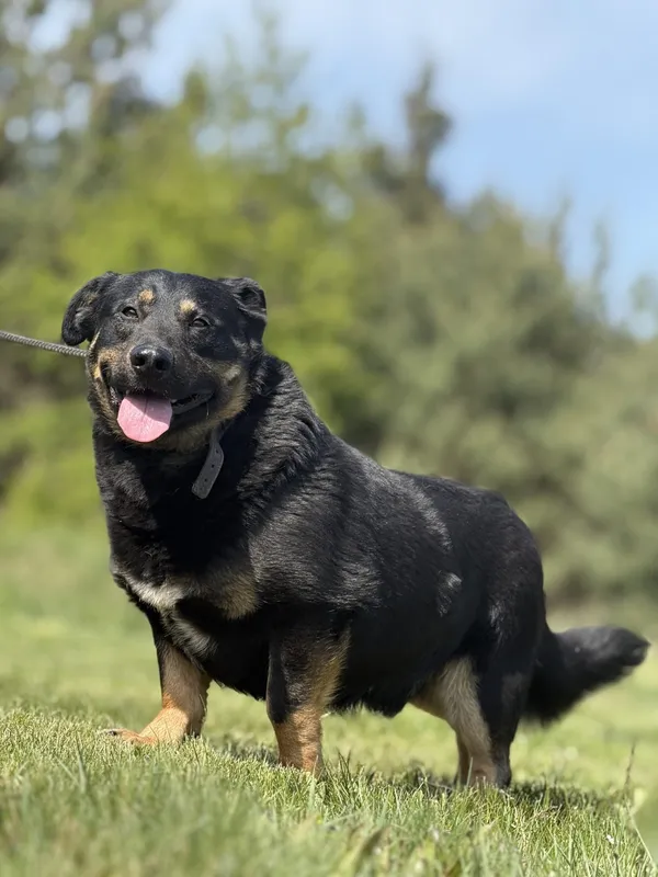 Pies do adopcji, Pieczyska, 21 maja 2025 (5/5)