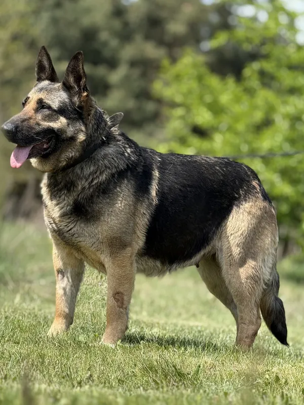 Pies do adopcji, Pieczyska, 21 maja 2025 (2/5)