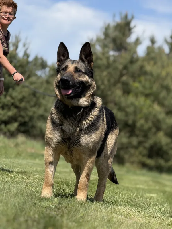 Pies do adopcji, Pieczyska, 21 maja 2025 (3/5)