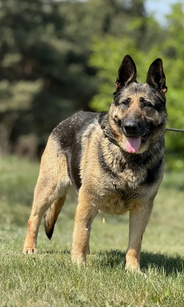 Pies do adopcji, Pieczyska, 21 maja 2025 (4/5)