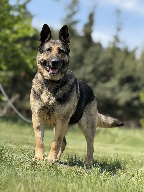 Pies do adopcji, Pieczyska, 21 maja 2025 (5/5)