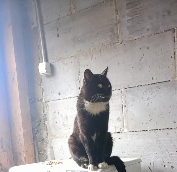 Zaginął kot, Poronin, 22 maja 2025