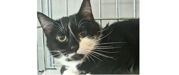 Kot do adopcji, Wrocław, 20 maja 2025