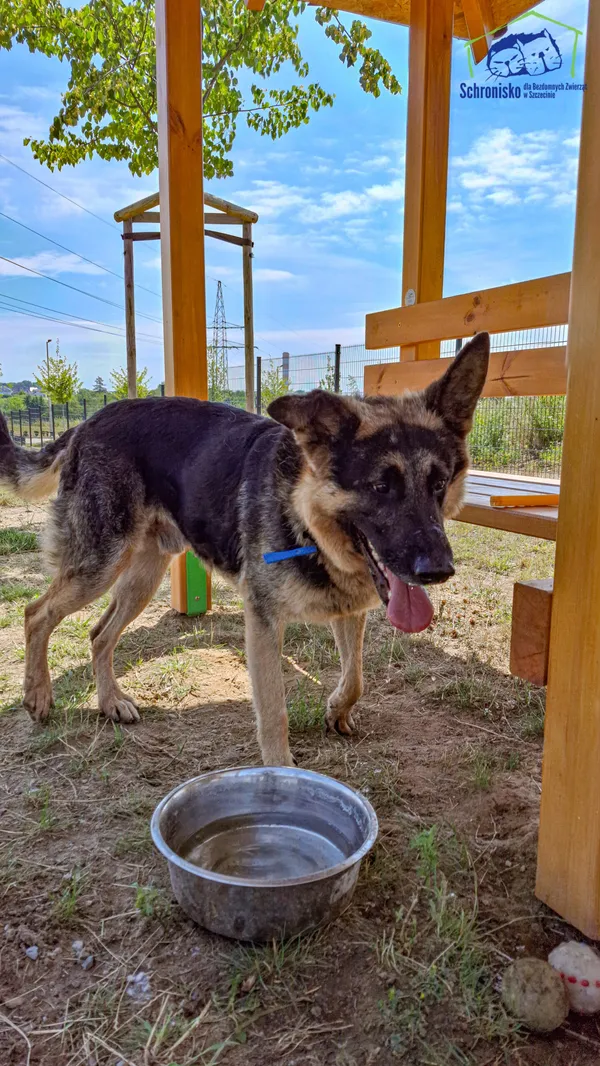 Znaleziono psa, Szczecin, 21 maja 2025 (1/4)