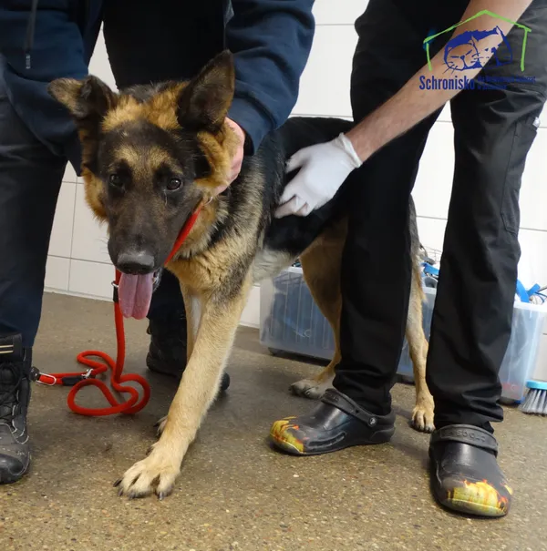 Znaleziono psa, Szczecin, 21 maja 2025 (3/4)