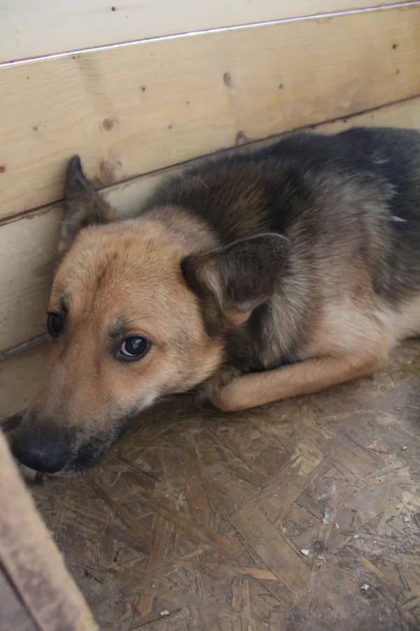 Pies do adopcji, Bełchatów, 27 maja 2022 (1/2)