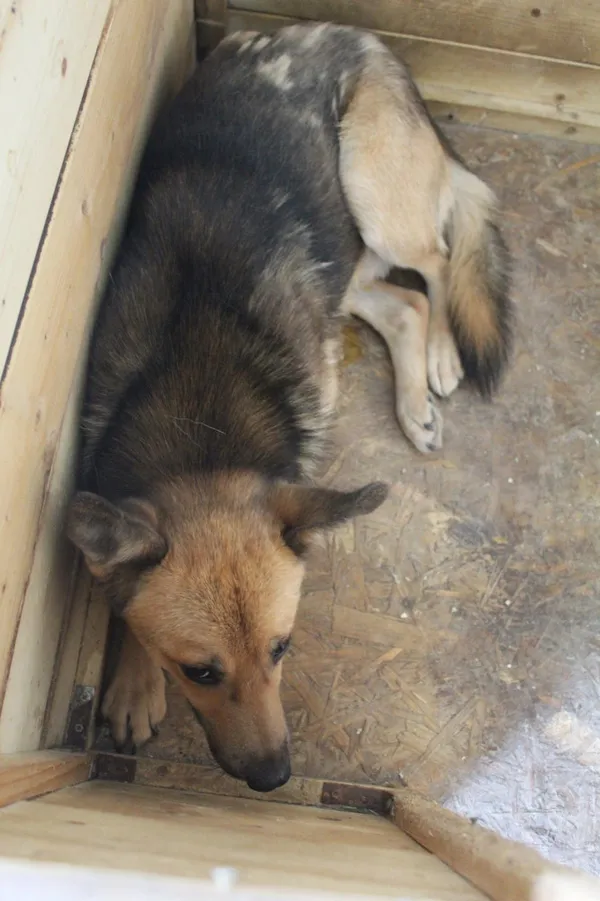 Pies do adopcji, Bełchatów, 27 maja 2022 (2/2)