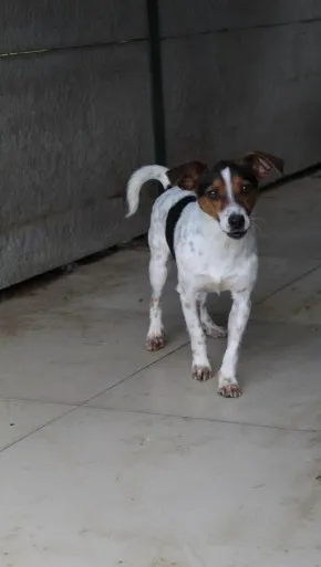 Pies do adopcji, Bełchatów, 23 kwietnia 2024 (1/4)