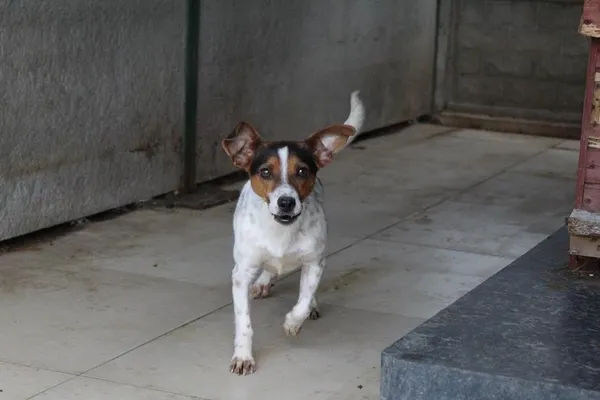 Pies do adopcji, Bełchatów, 23 kwietnia 2024 (2/4)